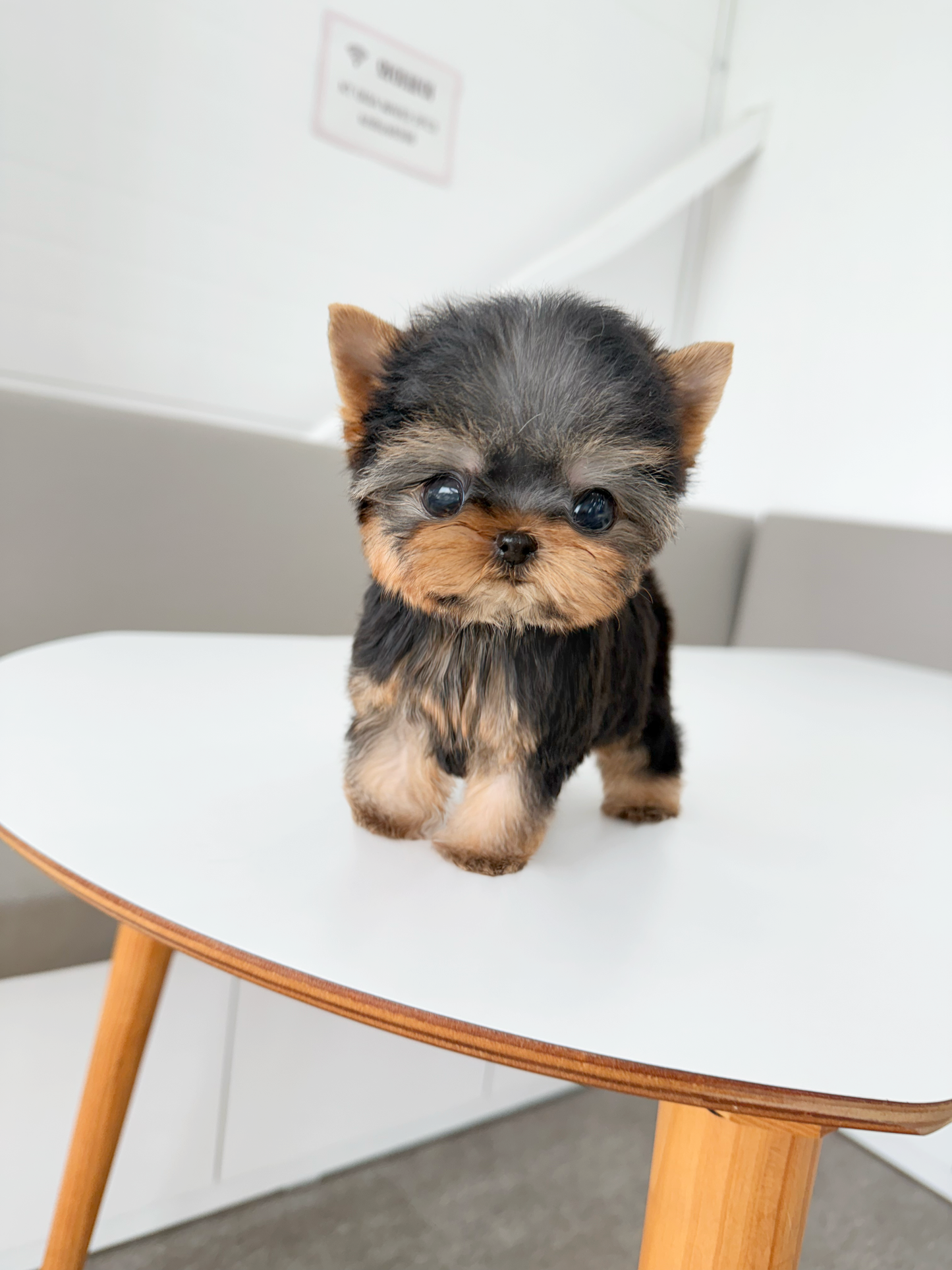 Yorkie-Ben