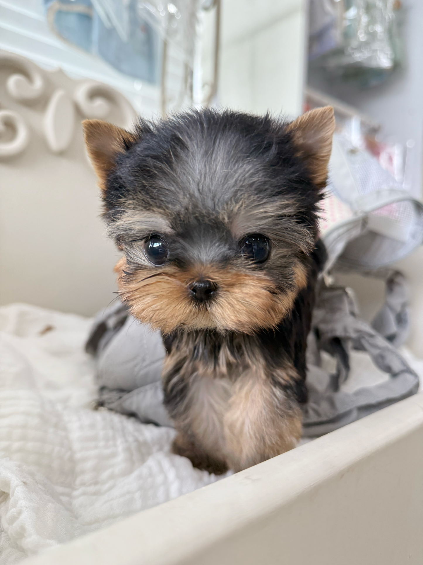Yorkie-Ben