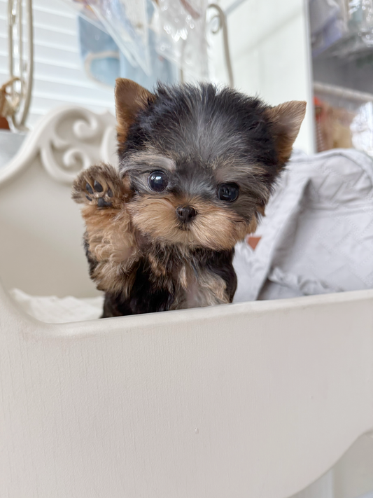 Yorkie-Ben