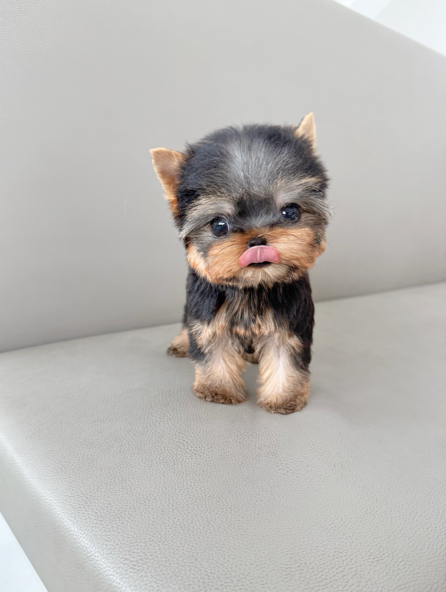 Yorkie-Ben
