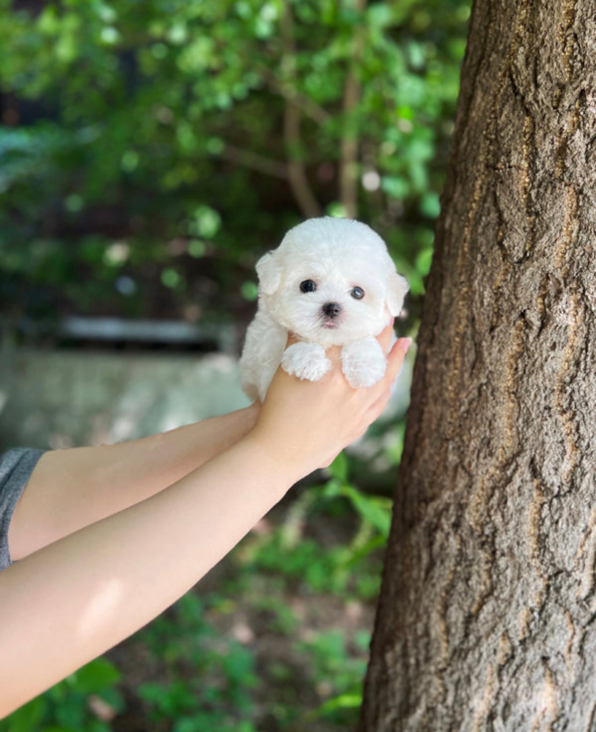 Bichon Frise- Vanilla