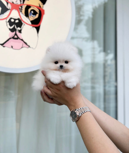 Pomeranian-Zico