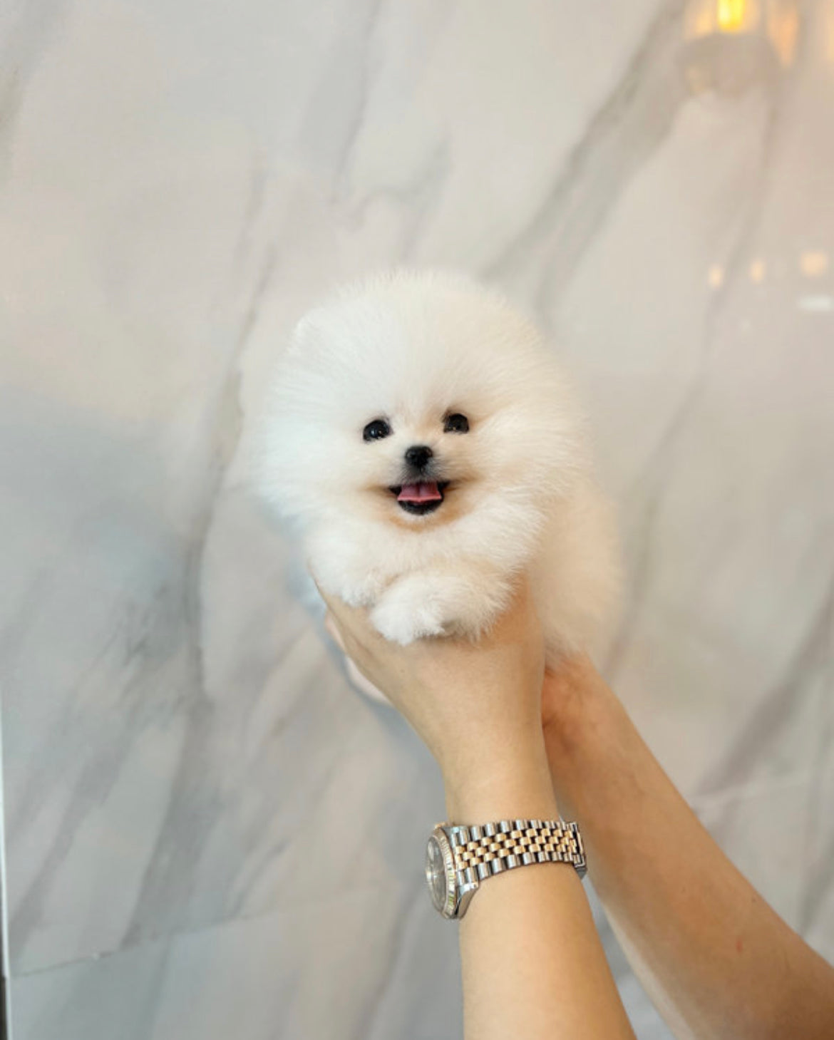 Pomeranian-Zico