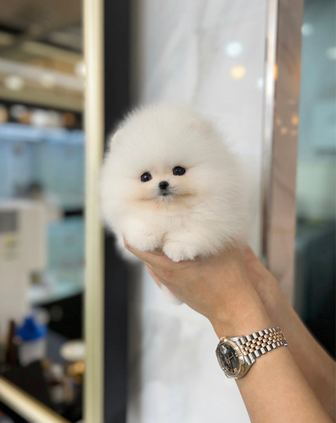 Pomeranian-Zico