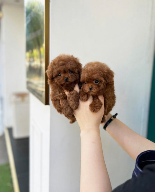 Teacup twin red poodle- coconut and sony