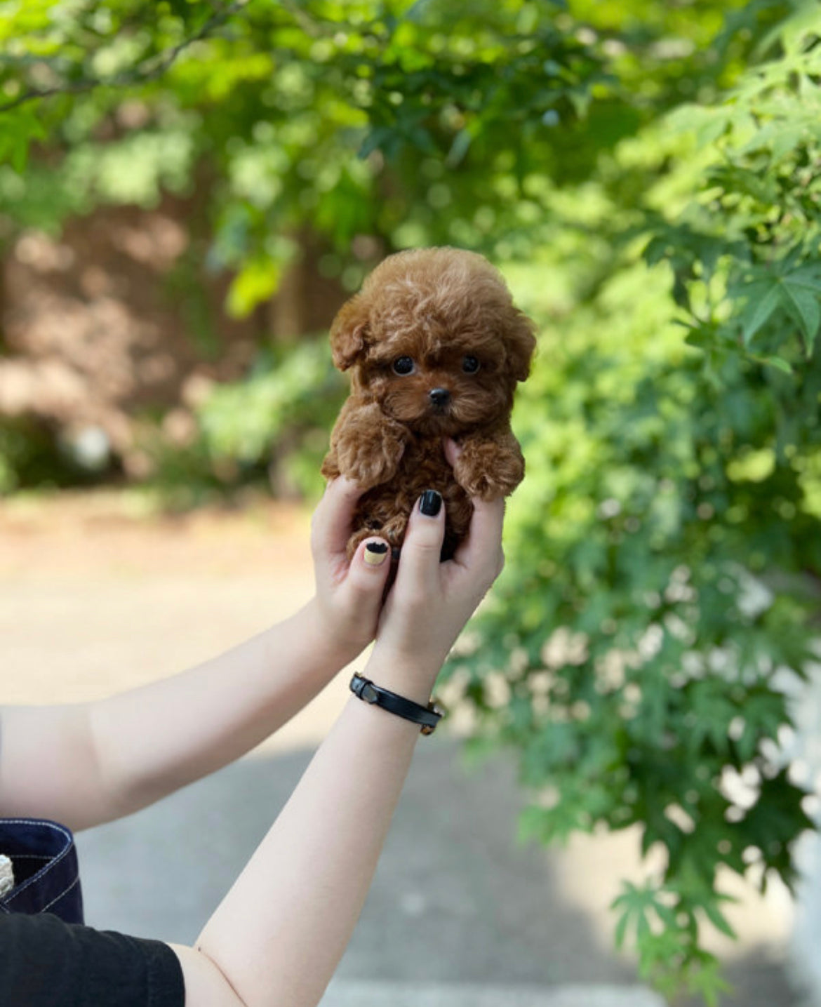 Teacup twin red poodle- coconut and sony