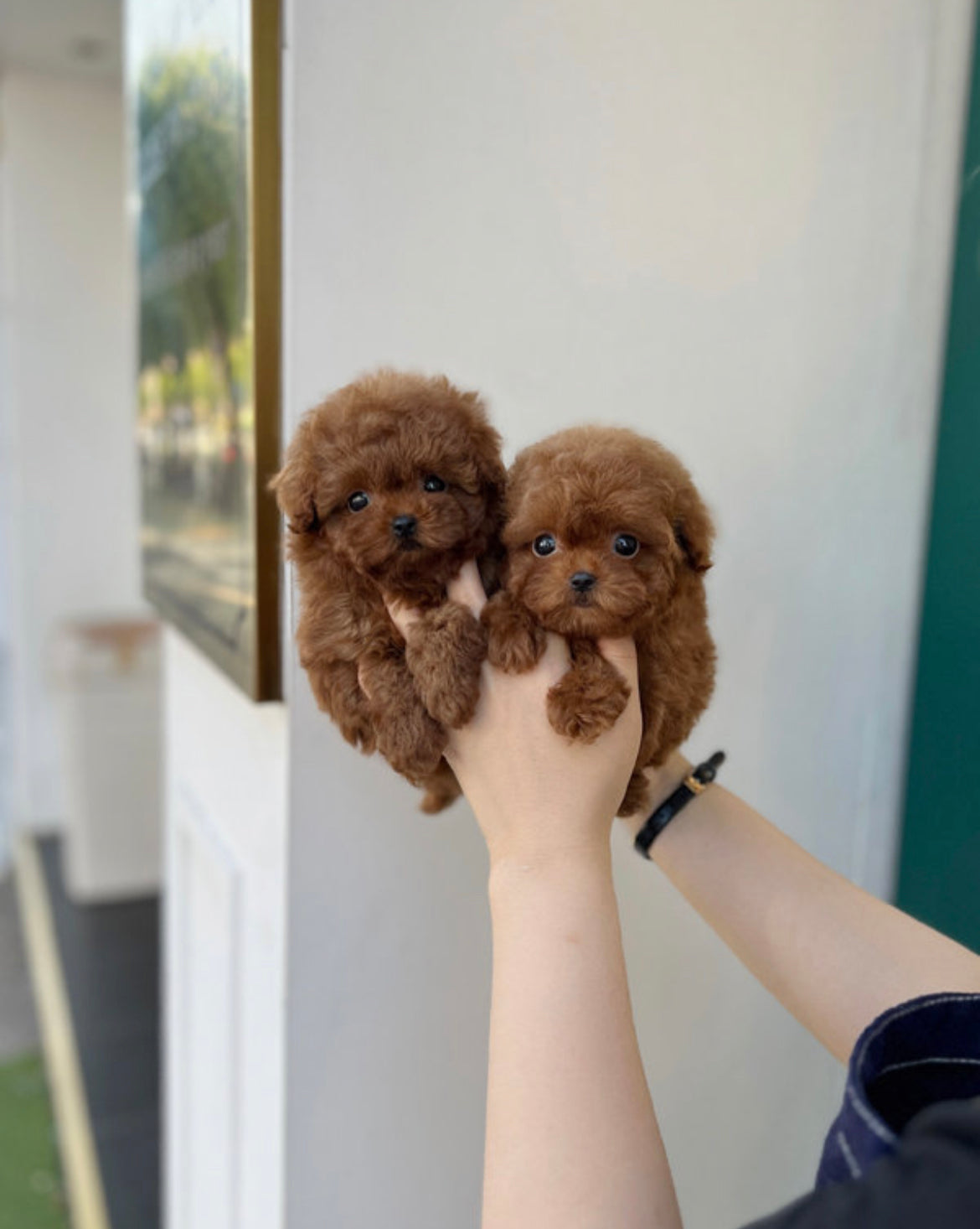 Teacup twin red poodle- coconut and sony