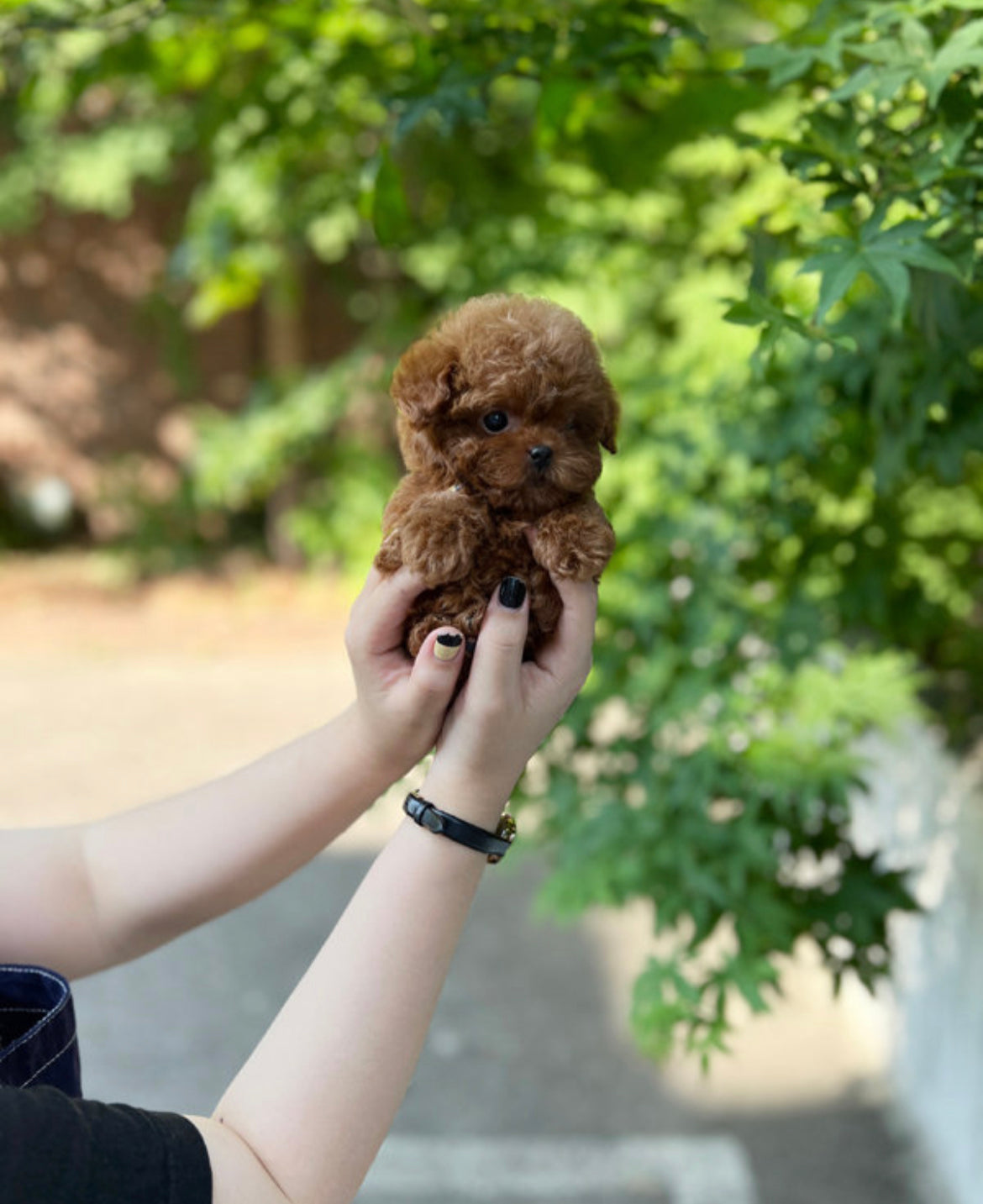 Teacup twin red poodle- coconut and sony