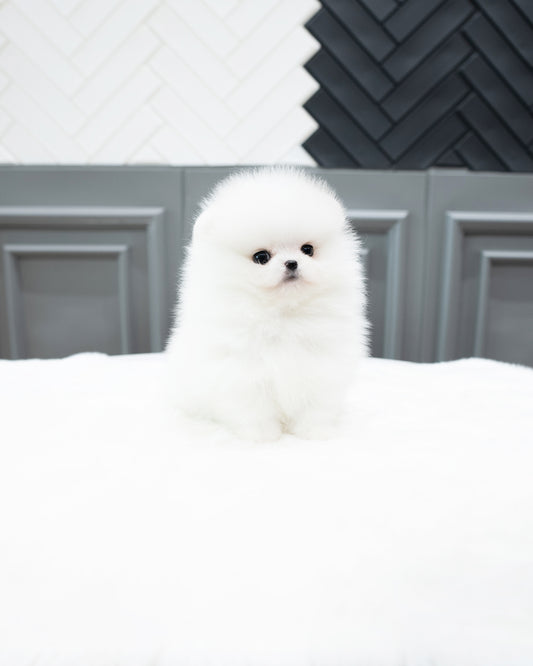 Pomeranian - Dudu