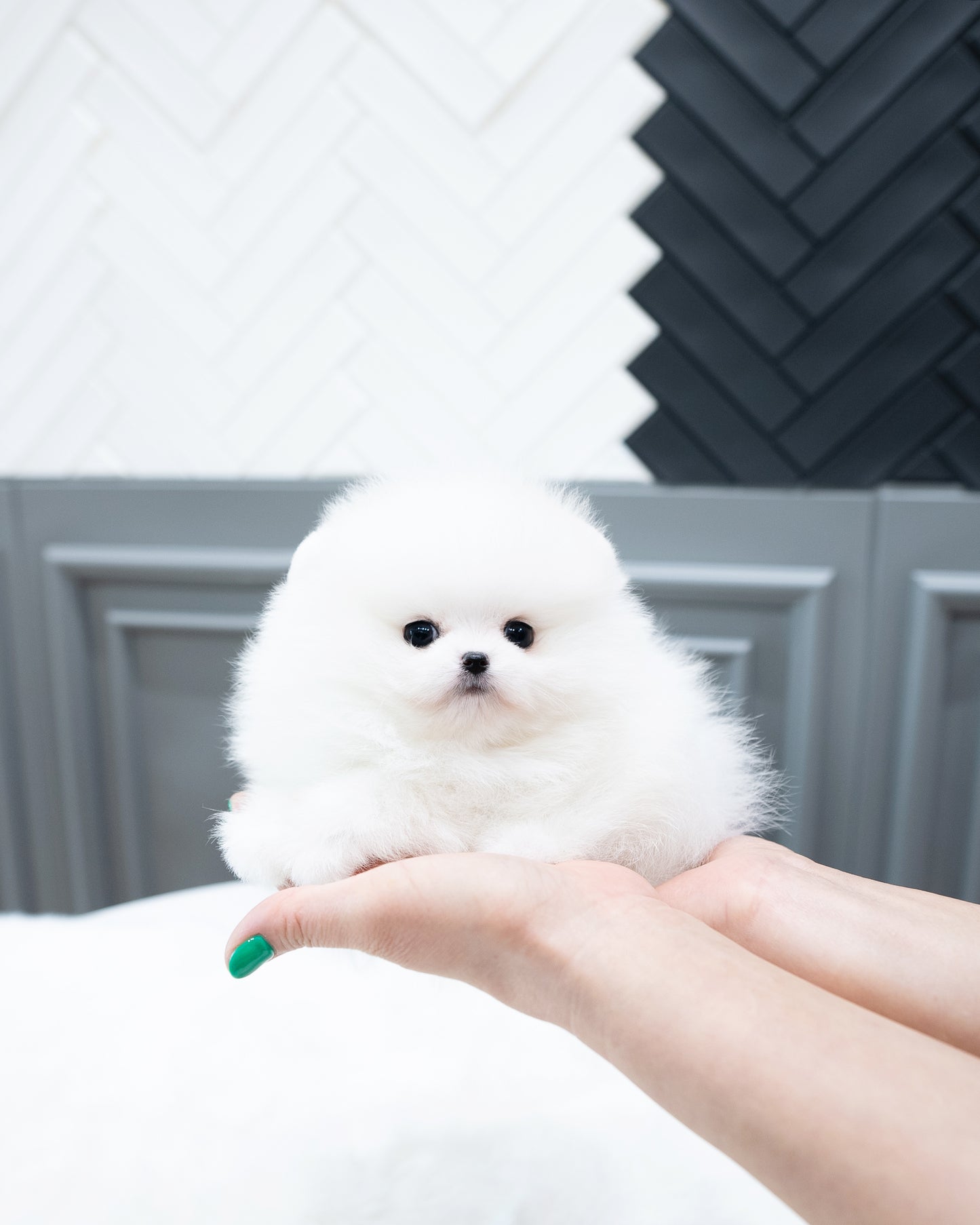 Pomeranian - Dudu