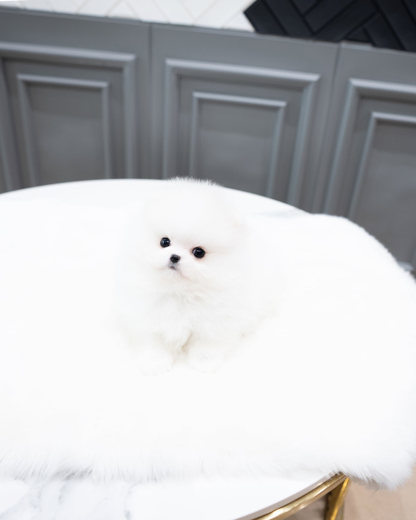 Pomeranian - Dudu