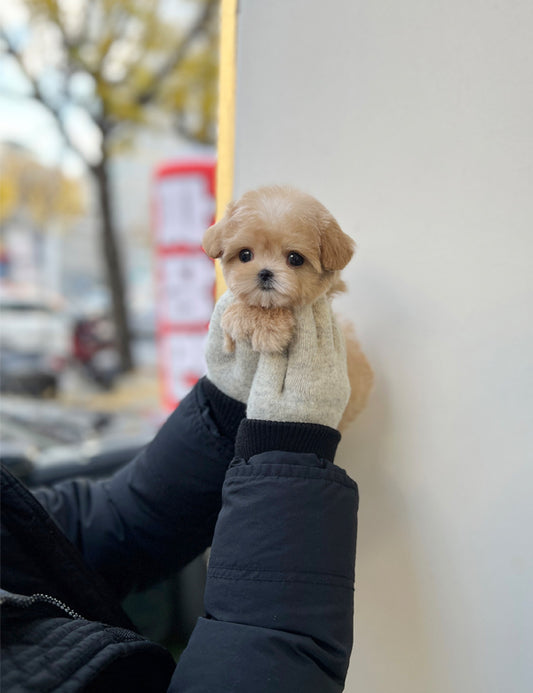 Maltipoo - Lime