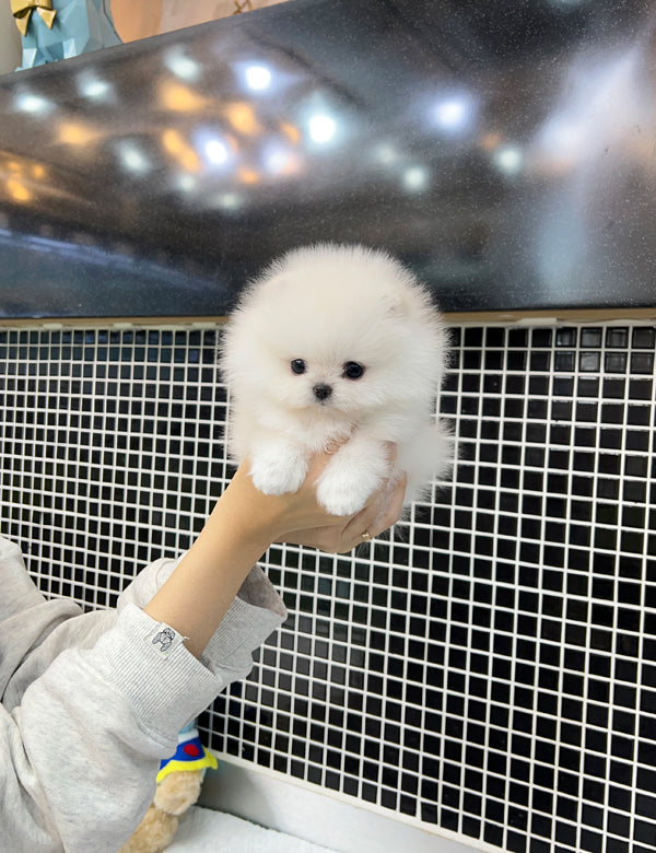 Pomeranian - Kuku