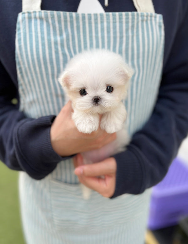 Maltipoo - Bu