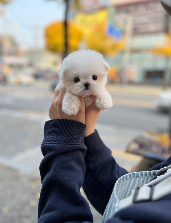 Maltipoo - Bu