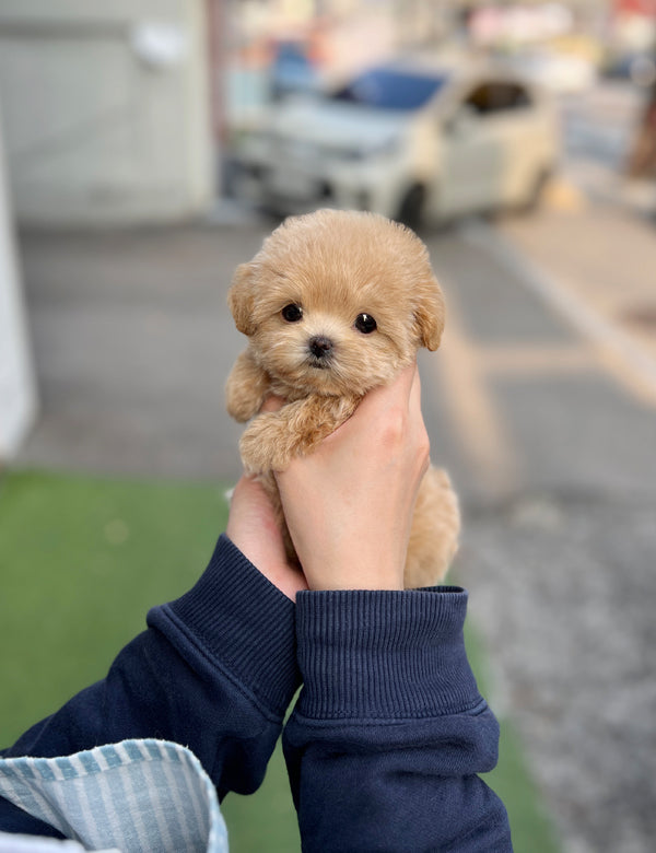 Maltipoo - Hali