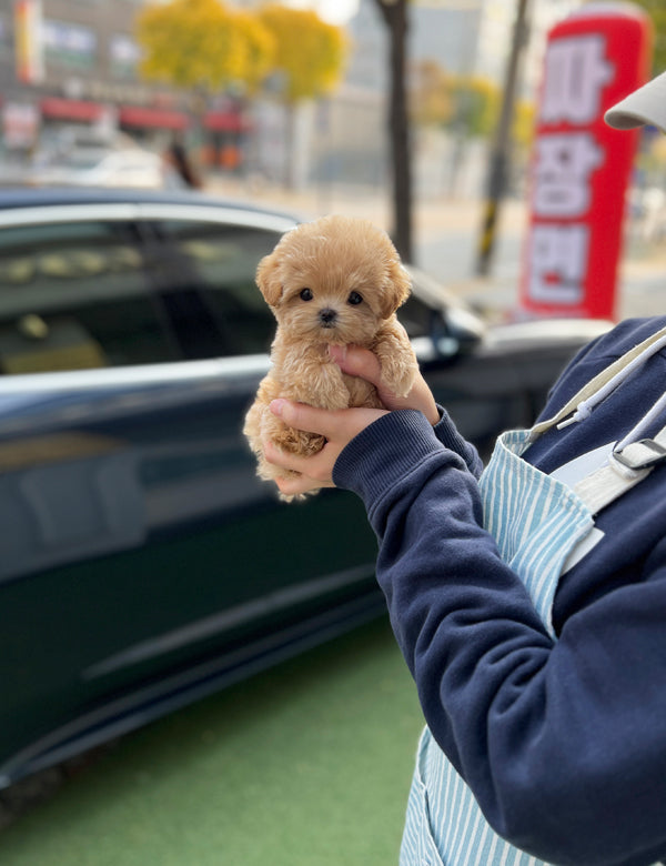 Maltipoo - Hali