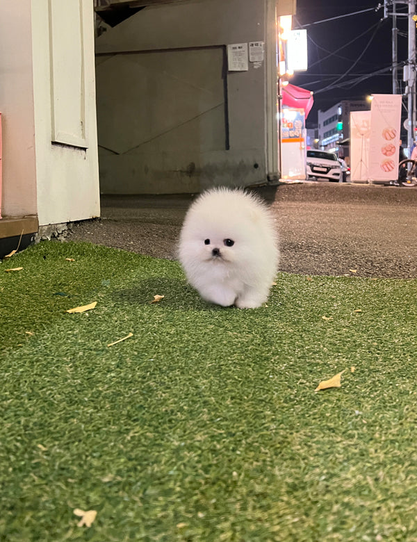 Pomeranian - Totoro