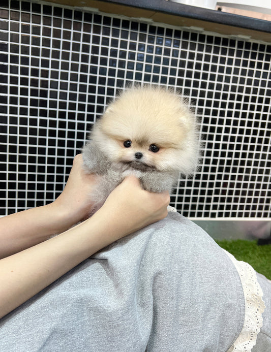 Pomeranian - Pomi