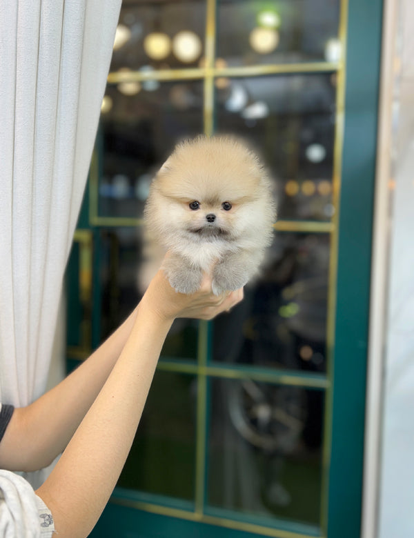 Pomeranian - Pomi