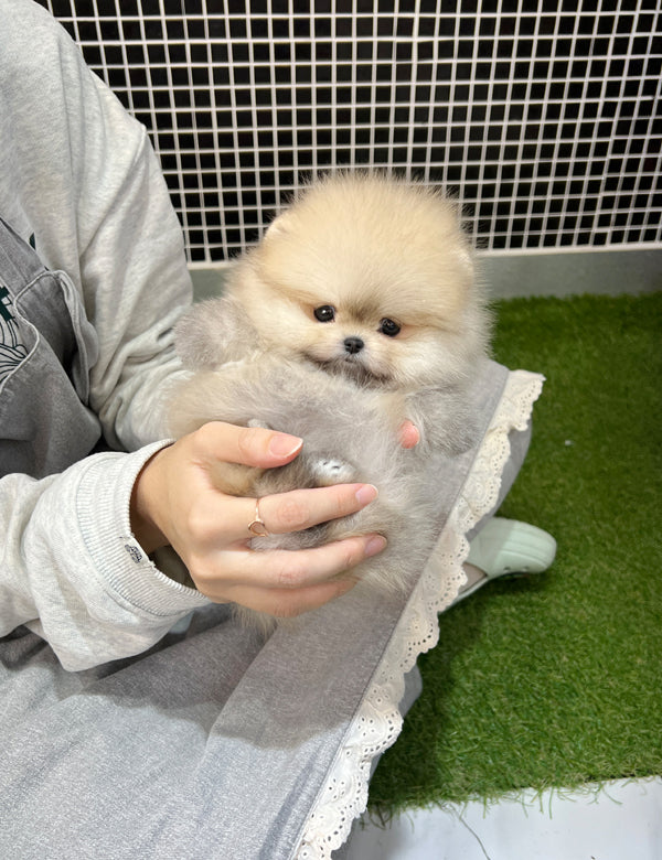 Pomeranian - Pomi