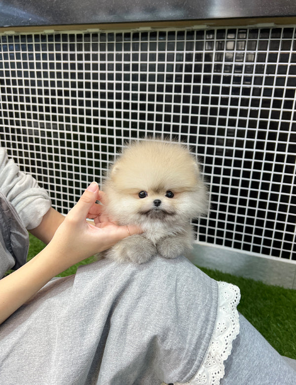 Pomeranian - Pomi