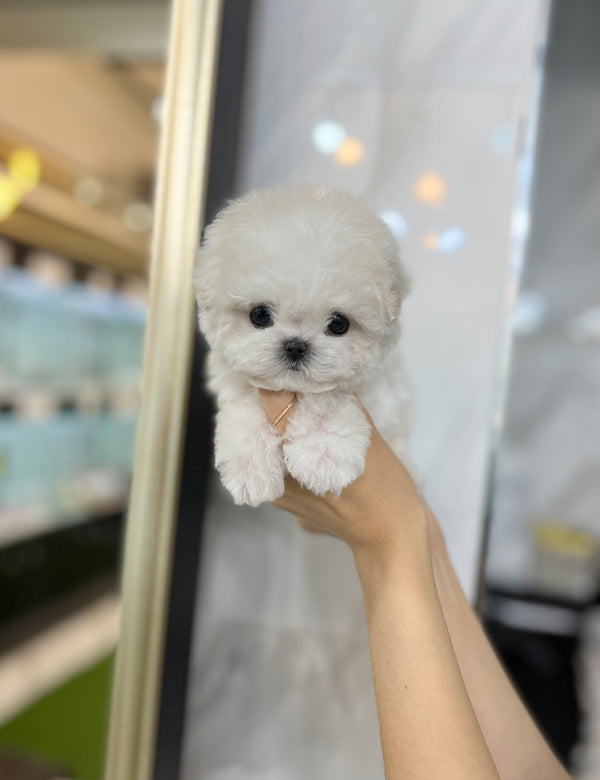 Bichon - Bangji