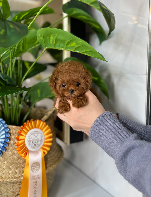 Poodle - Moro