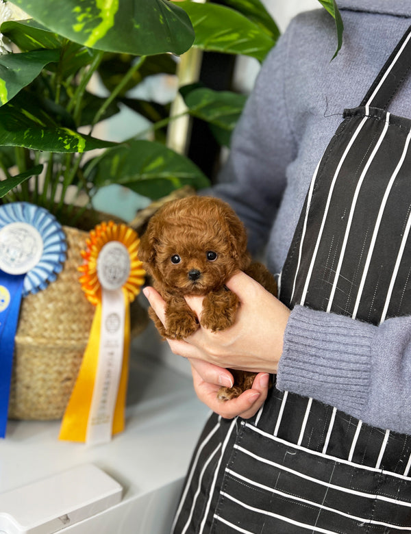 Micro cinnamon poodle best sale