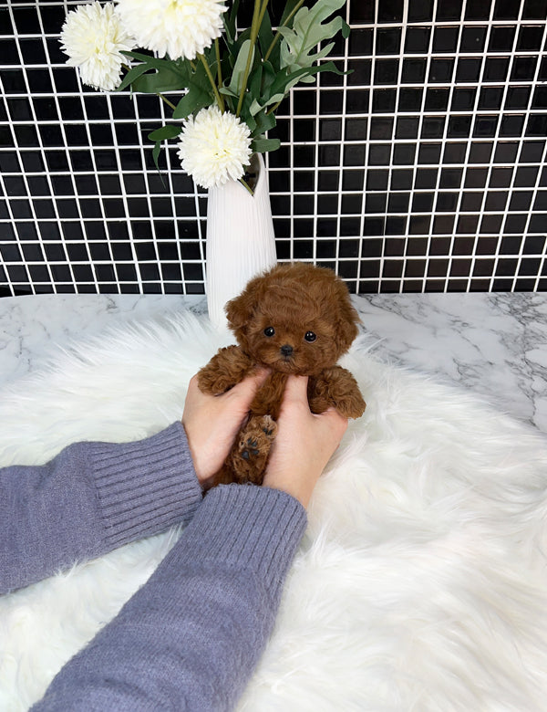 Poodle - Moro