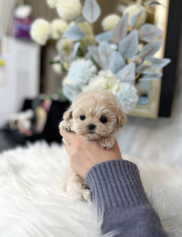 Maltipoo - Lani