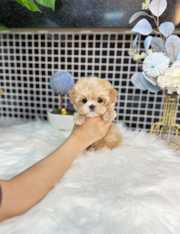 Maltipoo - Dori