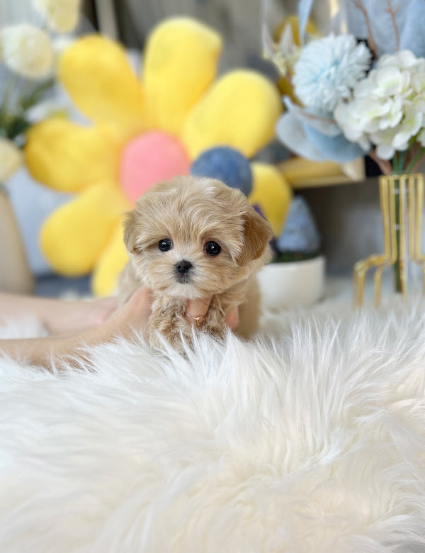 Maltipoo - Dori