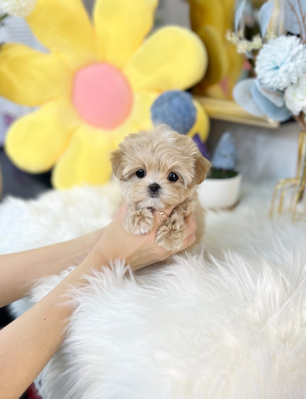 Maltipoo - Dori