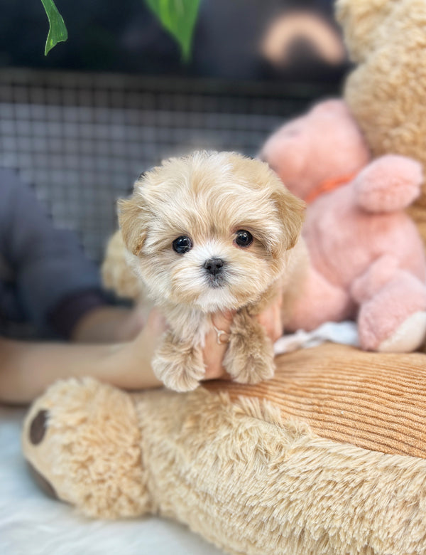 Maltipoo - Dori