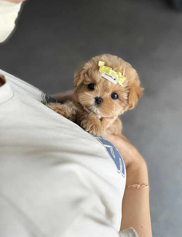 Maltepoo-Hoho