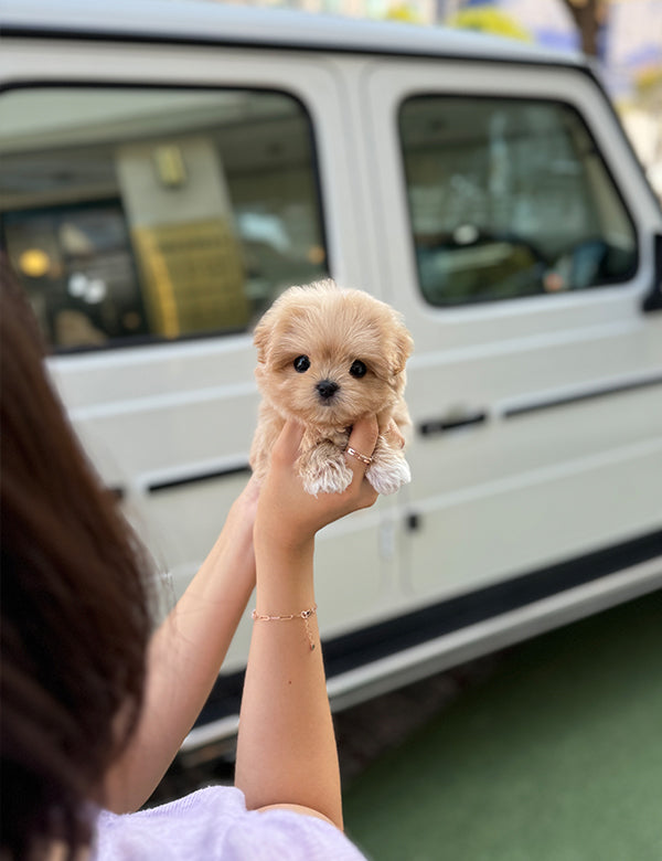 Maltepoo-Noa