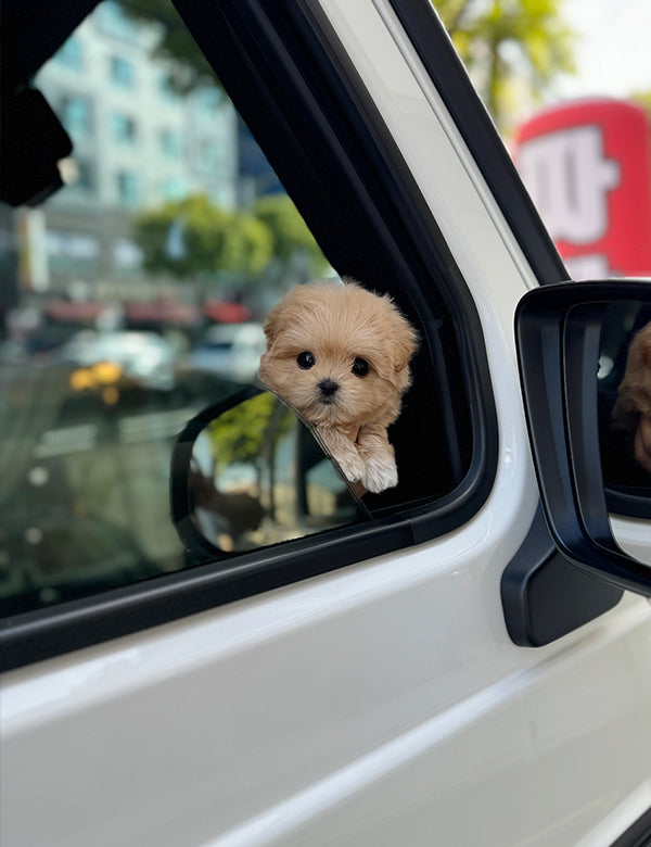 Maltepoo-Noa