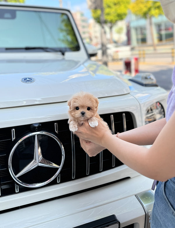 Maltepoo-Noa