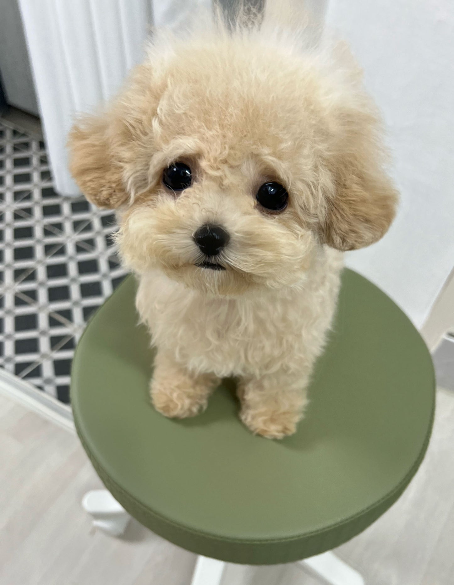 Poodle-Bell