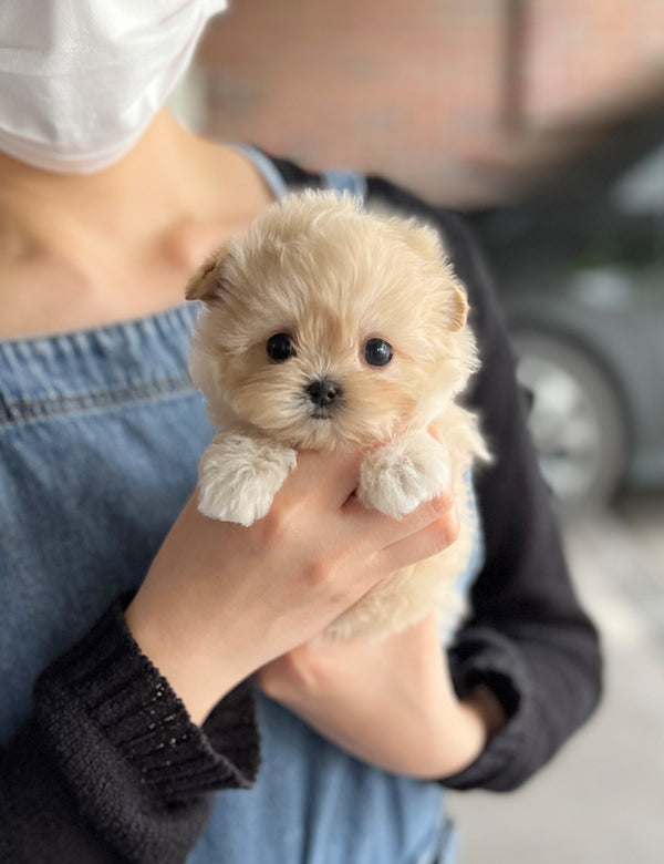 Maltepoo-Wendy