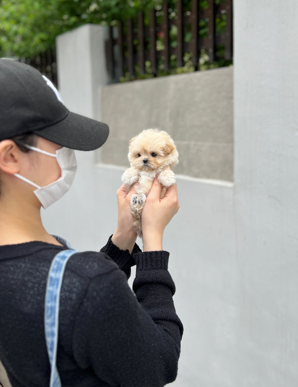 Maltepoo-Wendy