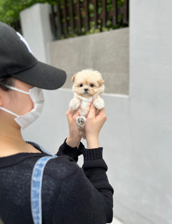 Maltepoo-Wendy