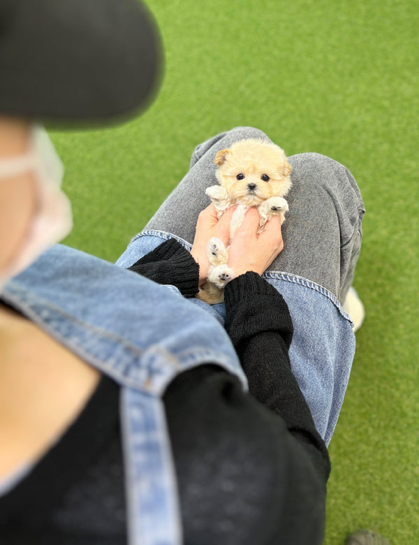 Maltepoo-Wendy