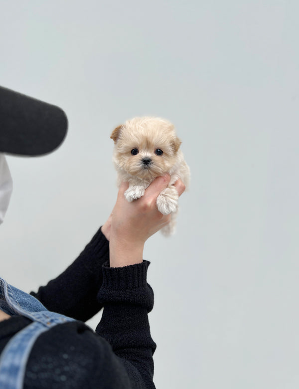 Maltepoo-Wendy