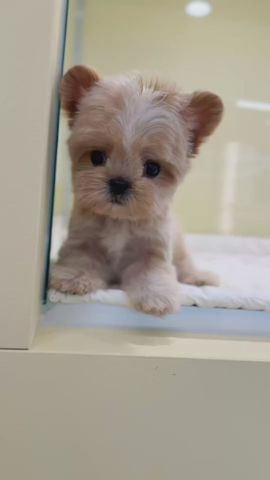 Maltipoo-Poining-M
