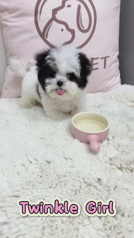 Maltipoo-Twinkle