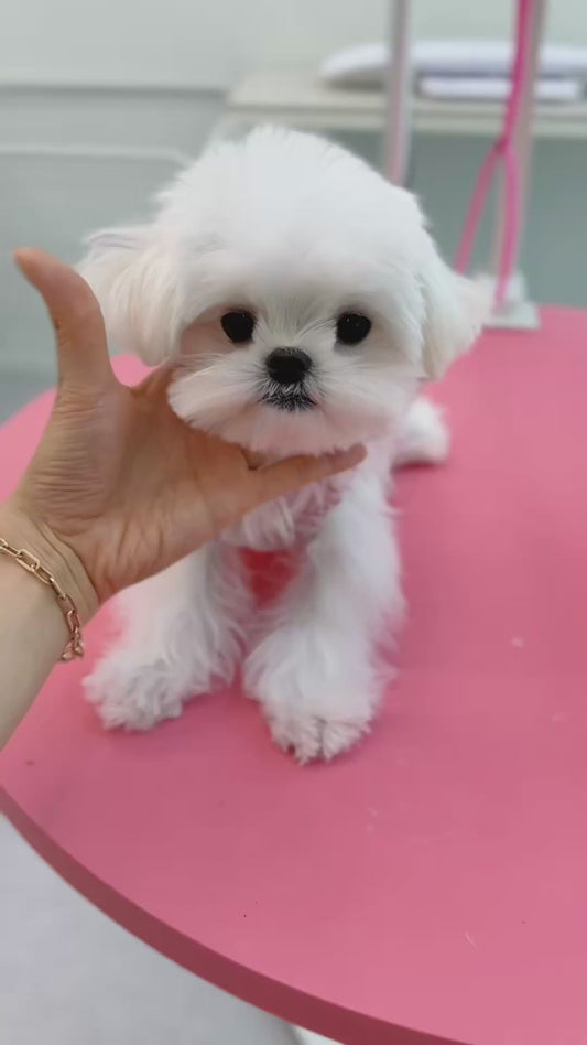 Maltese-Berry-M