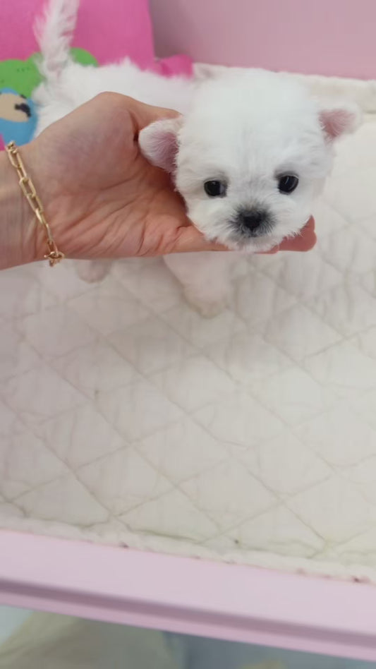 Bichon-Royce-M