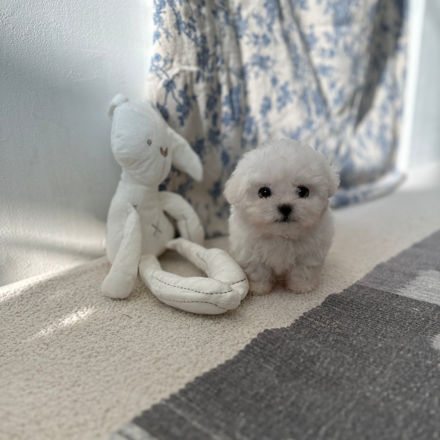 Bichon-Diana